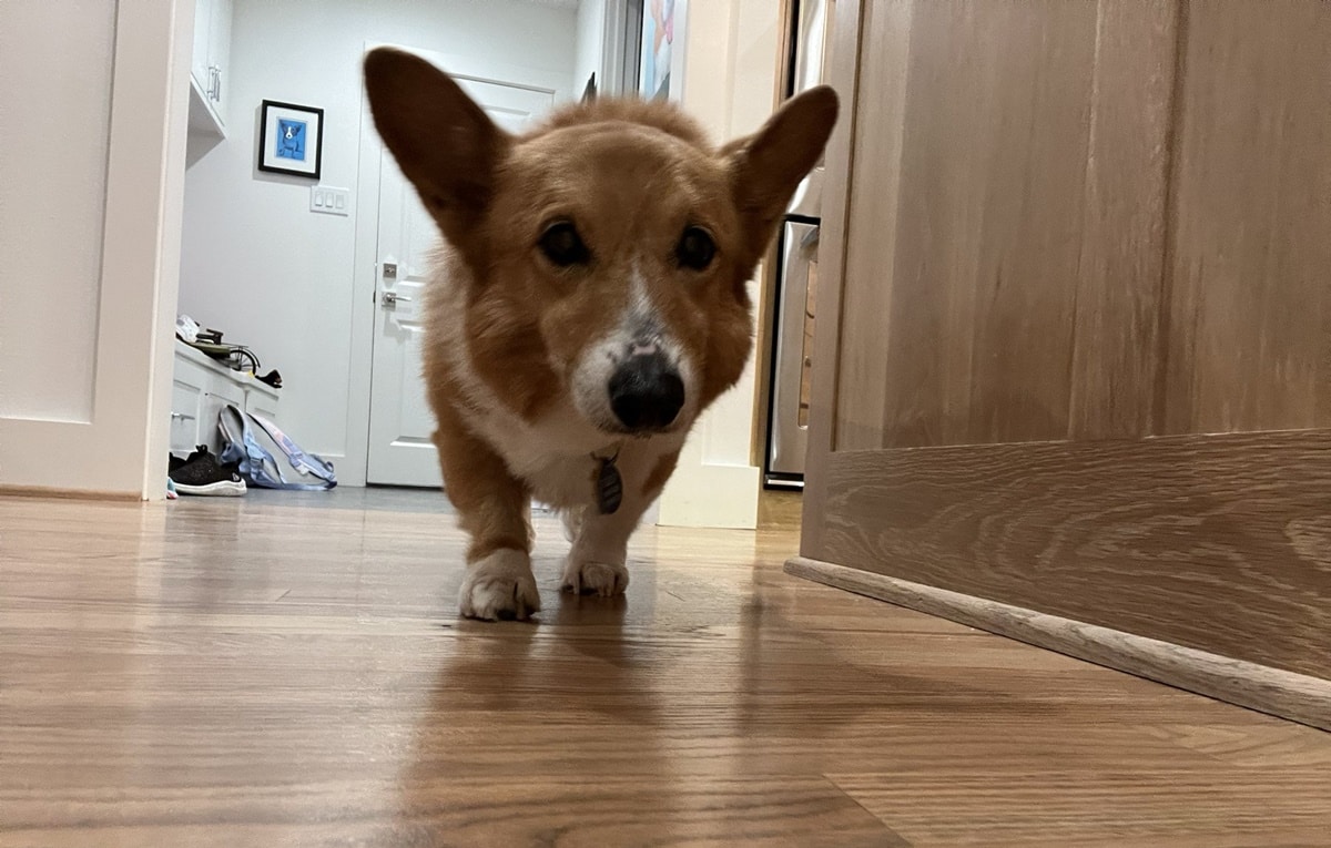 NBA: doguinho &lsquo;vidente&rsquo; d&aacute; esperan&ccedil;a aos torcedores do Warriors; entenda